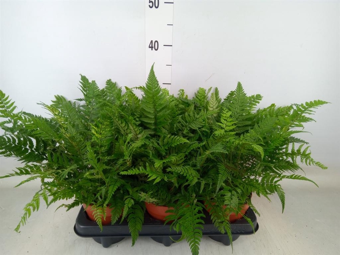 <h4>Polystichum tsussimense</h4>