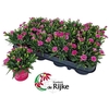 Dianthus Pink Kisses