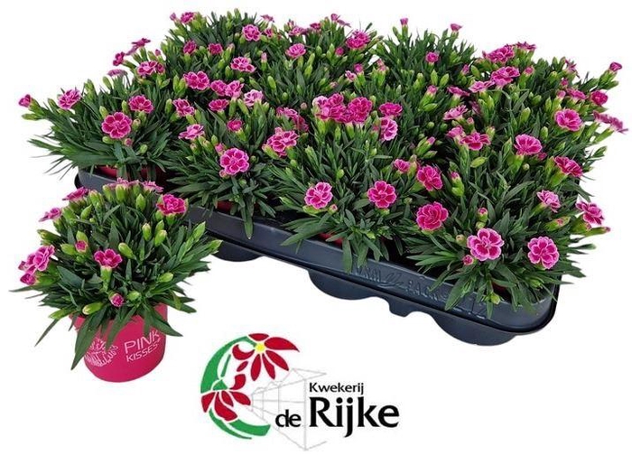 Dianthus Pink Kisses