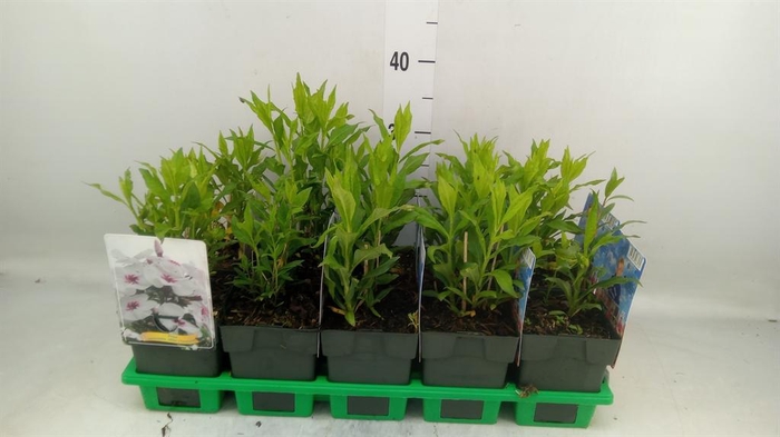 <h4>Phlox panic.</h4>