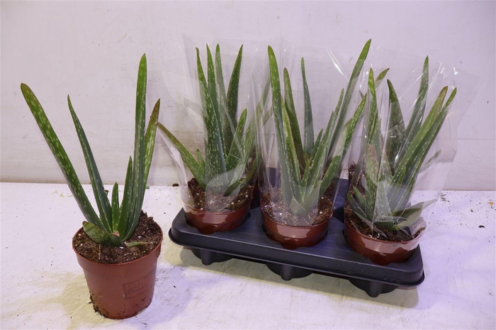 <h4>Aloe Vera</h4>