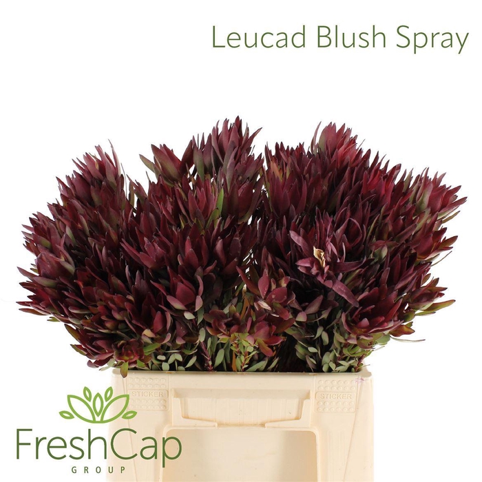 <h4>Leucadendron salignum 'Blush'</h4>