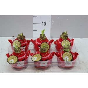 Hippeastrum In Bodywarmer Red Rendeer