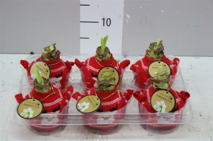 <h4>Hippeastrum In Bodywarmer Red Rendeer</h4>