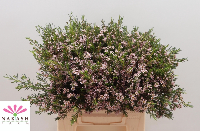 <h4>CHAME UN ROMI</h4>