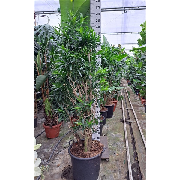 <h4>Dracaena reflexa pleomele vertakt XXL 240</h4>