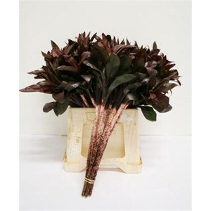 Cordyline Compacta Black