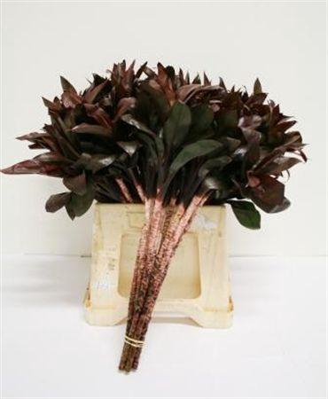 <h4>Cordyline Compacta Black</h4>