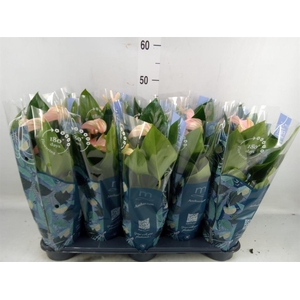 Anthurium andr. 'Joli Peach'