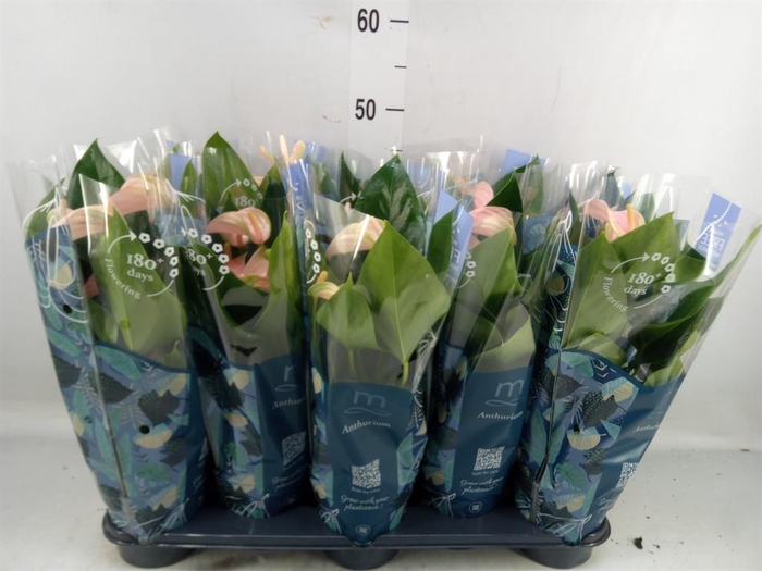 <h4>Anthurium andr. 'Joli Peach'</h4>