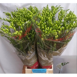Freesia du Versailles