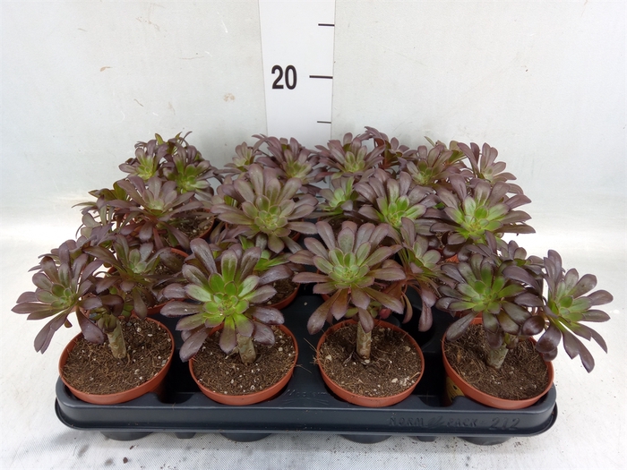 <h4>Aeonium arboreum 'Atropurpureum'</h4>