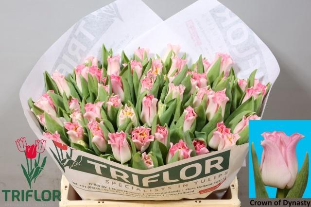 <h4>Tu Co Crown Dynasty</h4>