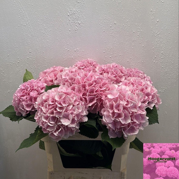 <h4>HORT VERENA PINK HYDR M CH VERENA</h4>