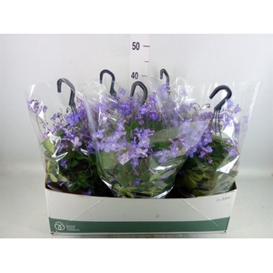 Streptocarpus saxorum