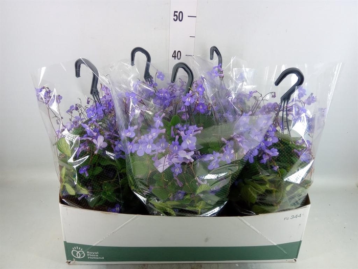 <h4>Streptocarpus saxorum</h4>