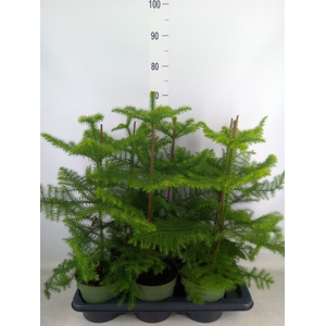 Araucaria heterophylla