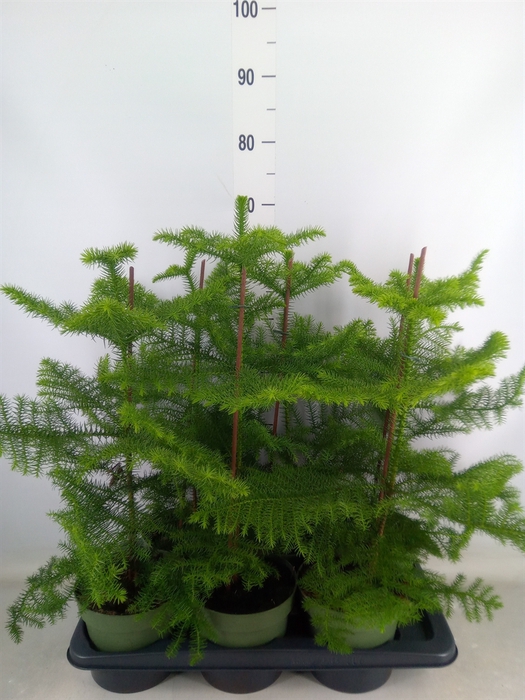 <h4>Araucaria heterophylla</h4>