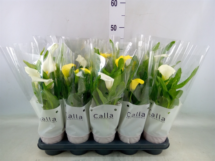 <h4>Zantedeschia   ...mix</h4>