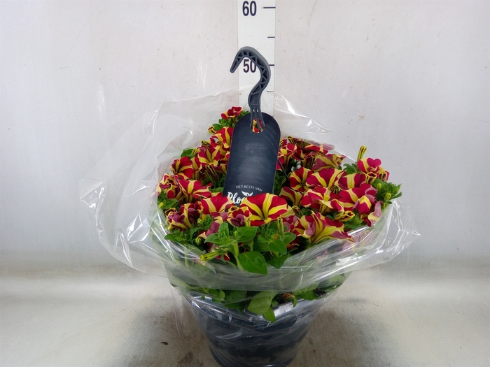 <h4>Petunia  'Surfinia'   ...</h4>
