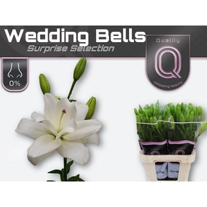 LI LA WEDDINGBELLS 4+ 85cm