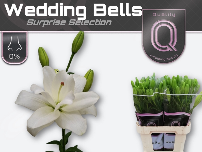 <h4>LI LA WEDDINGBELLS 4+ 85cm</h4>