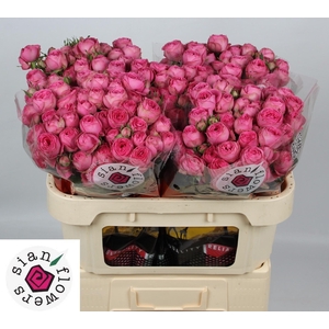 Rosa tros Giselle