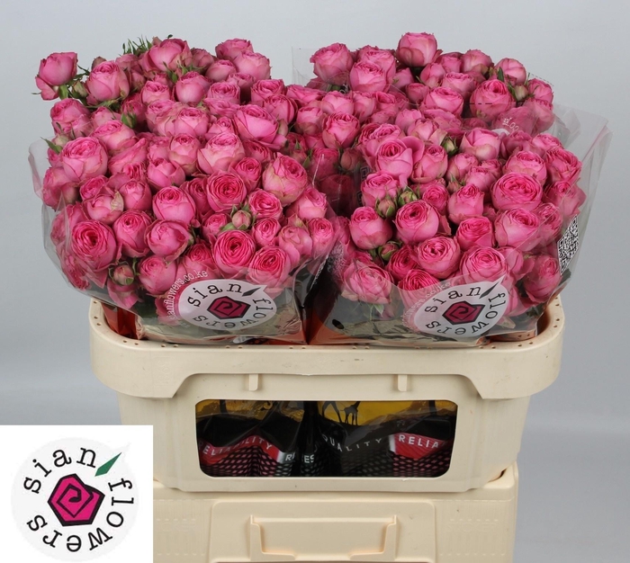 <h4>Rosa tros Giselle</h4>