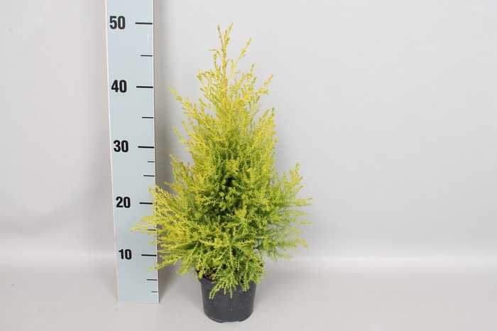 Cupressus goldcrest 'Wilma'