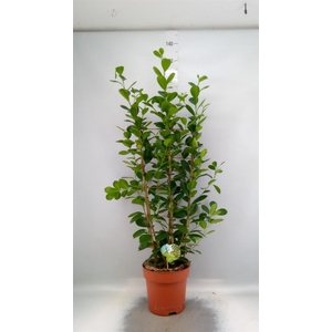 Ficus microcarpa 'Moclame'