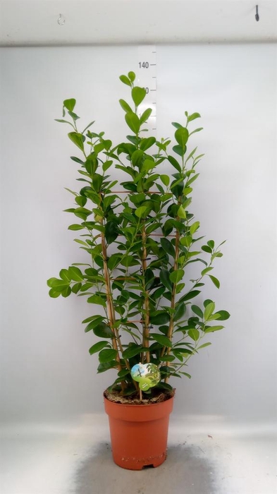 <h4>Ficus microcarpa 'Moclame'</h4>