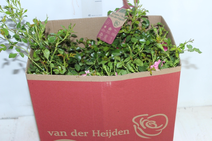 <h4>ROSEIRA VARIADO PENDENTE P20</h4>