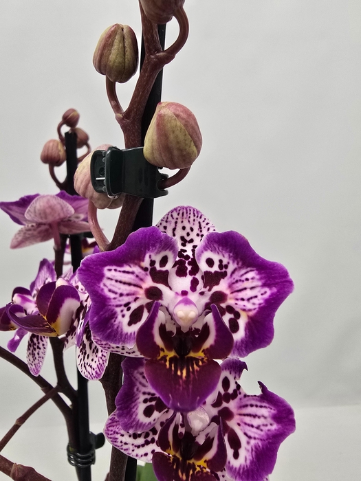 <h4>Limited 58 week 6</h4>