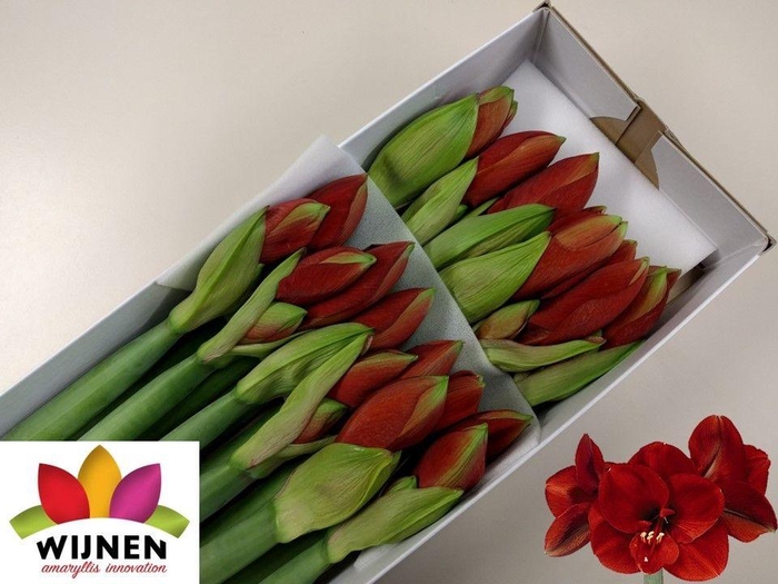 <h4>HIPP GA FERRARI</h4>