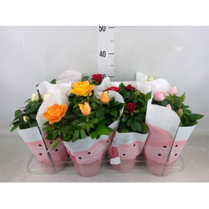 Rosa  'Amorosa'   ...mix