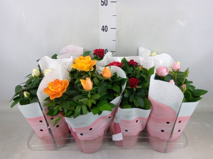 <h4>Rosa  'Amorosa'   ...mix</h4>