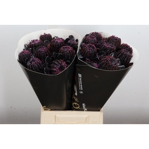 Banksia Wx Black Beauty