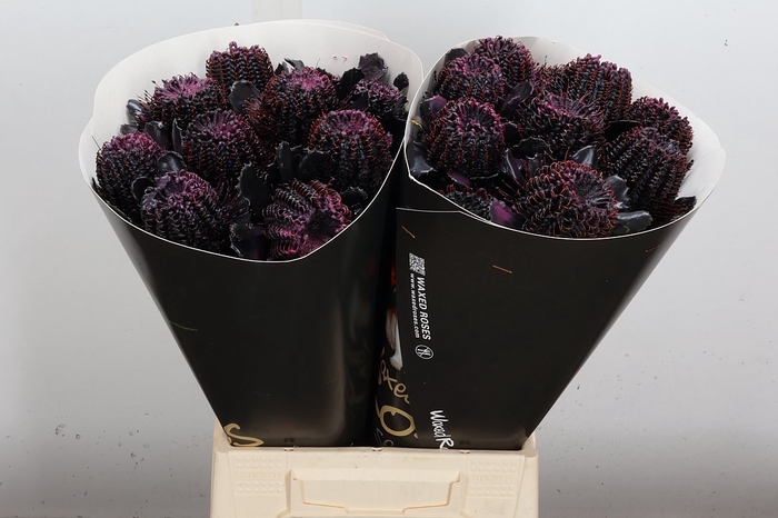 <h4>Banksia Wx Black Beauty</h4>