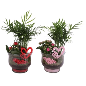 Valentine Arr. Indoor Glass Tulip Vase Ø16cm 2PP