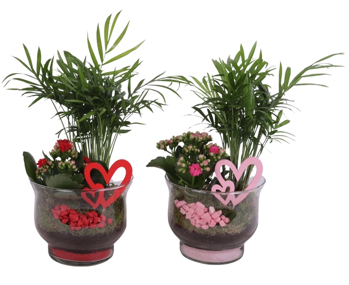 <h4>Valentine Arr. Indoor Glass Tulip Vase Ø16cm 2PP</h4>