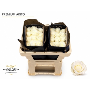 Rosa Premium Akito