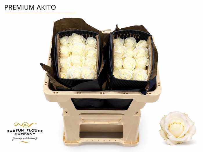 <h4>Rosa Premium Akito</h4>