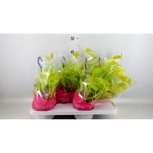 Epipremnum pinn. 'Golden Pothos' HG