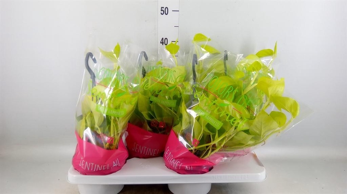 <h4>Epipremnum pinn. 'Golden Pothos' HG</h4>