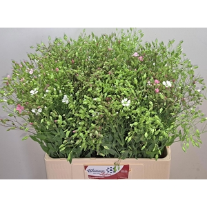 SAPONARIA BS OV ROZE