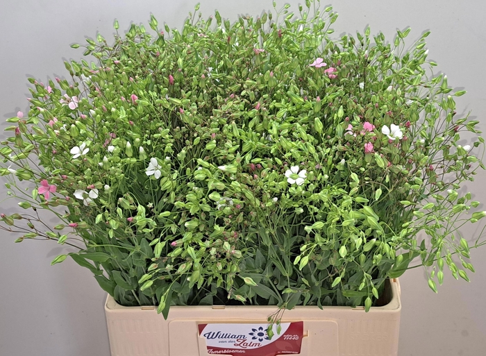 <h4>SAPONARIA OV</h4>