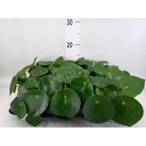 Peperomia polybotrya 'Raindrop'