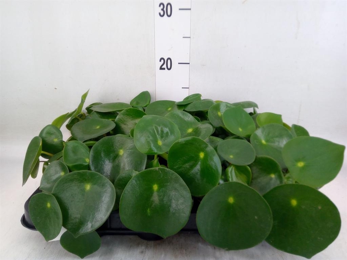 <h4>Peperomia polybotrya 'Raindrop'</h4>