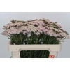 Achillea Millefolium Lilac Beauty