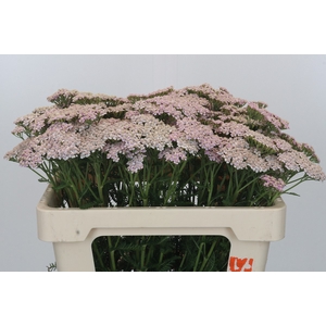 Achillea Millefolium Lilac Beauty